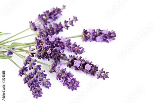 lavender flowers