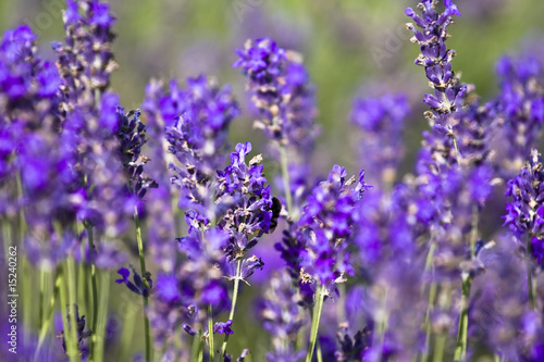 lavender field © Kavita