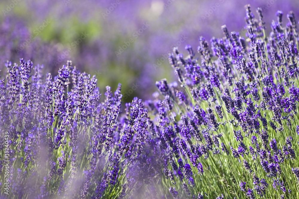 Obraz premium lavender field