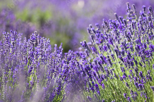 lavender field © Kavita