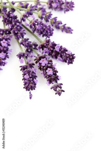 Fototapeta Naklejka Na Ścianę i Meble -  lavender flowers
