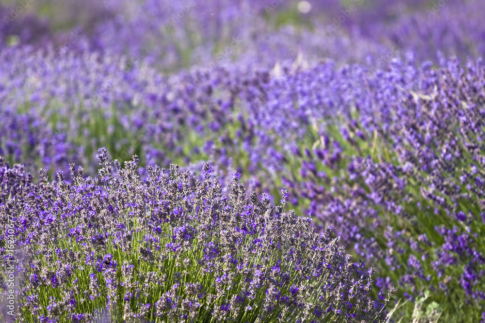 Fototapeta premium lavender field