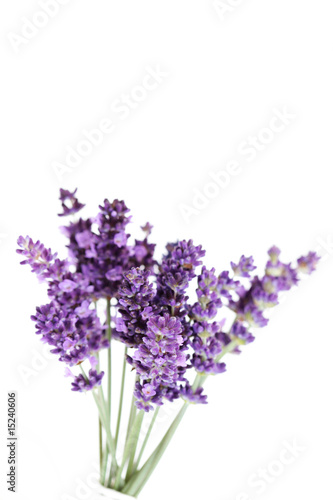 Fototapeta Naklejka Na Ścianę i Meble -  lavender flowers