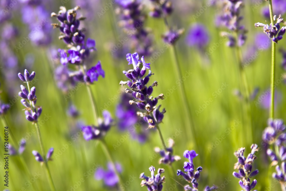 Obraz premium lavender field
