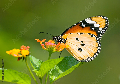 Milkweed butterfly feeding on flower