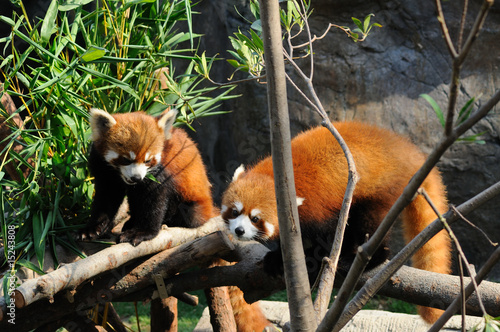 Fotografie Red panda