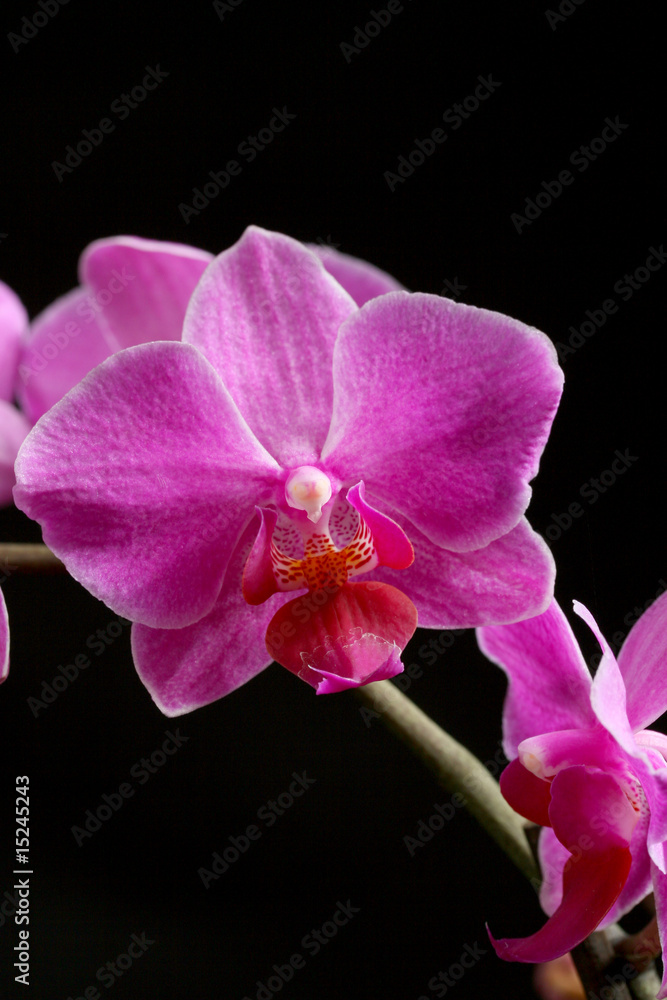 Fototapeta premium orchidée