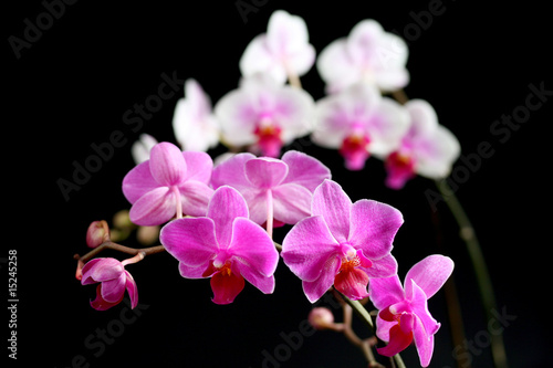 Fototapeta Naklejka Na Ścianę i Meble -  orchidée