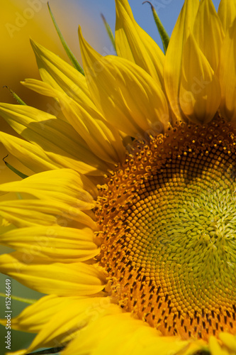 Fototapeta Naklejka Na Ścianę i Meble -  petali di girasole