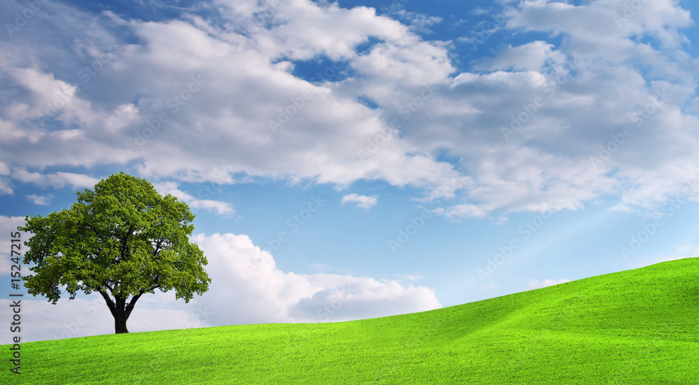 Fototapeta premium Green Landscape