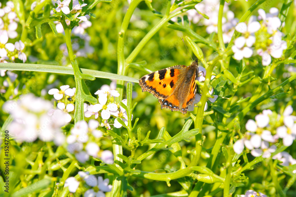 Obraz premium Schmetterling auf einer Wiese