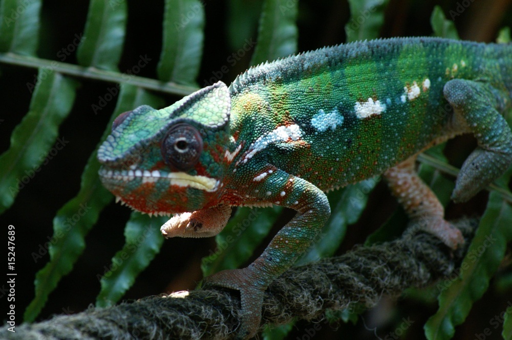 Obraz premium Chameleon