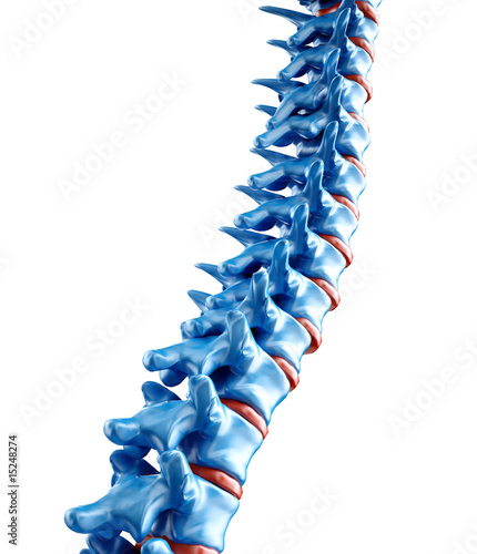 Human spine illustration