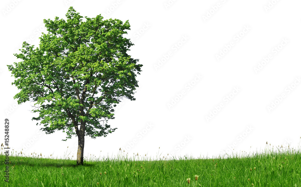 Naklejka Junger Ahornbaum auf Wiese