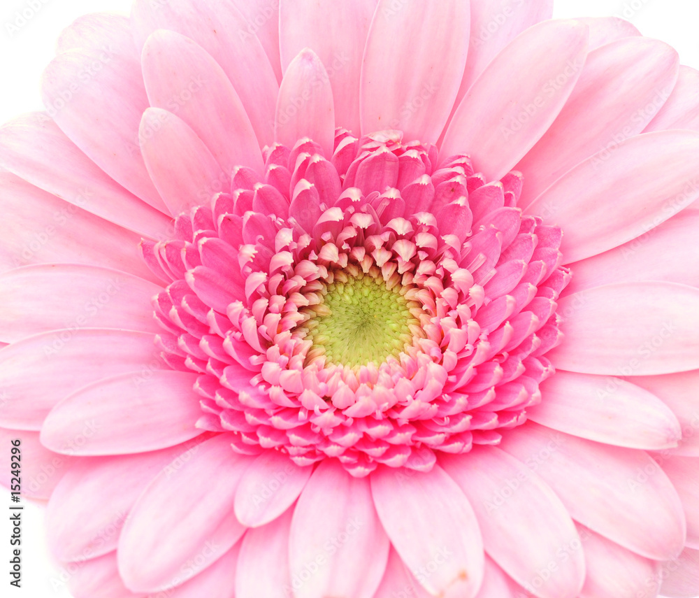 macro of gerbera