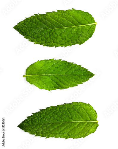 mint collage on white background