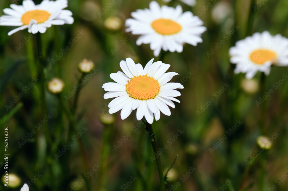 camomile daisy camomile daisy