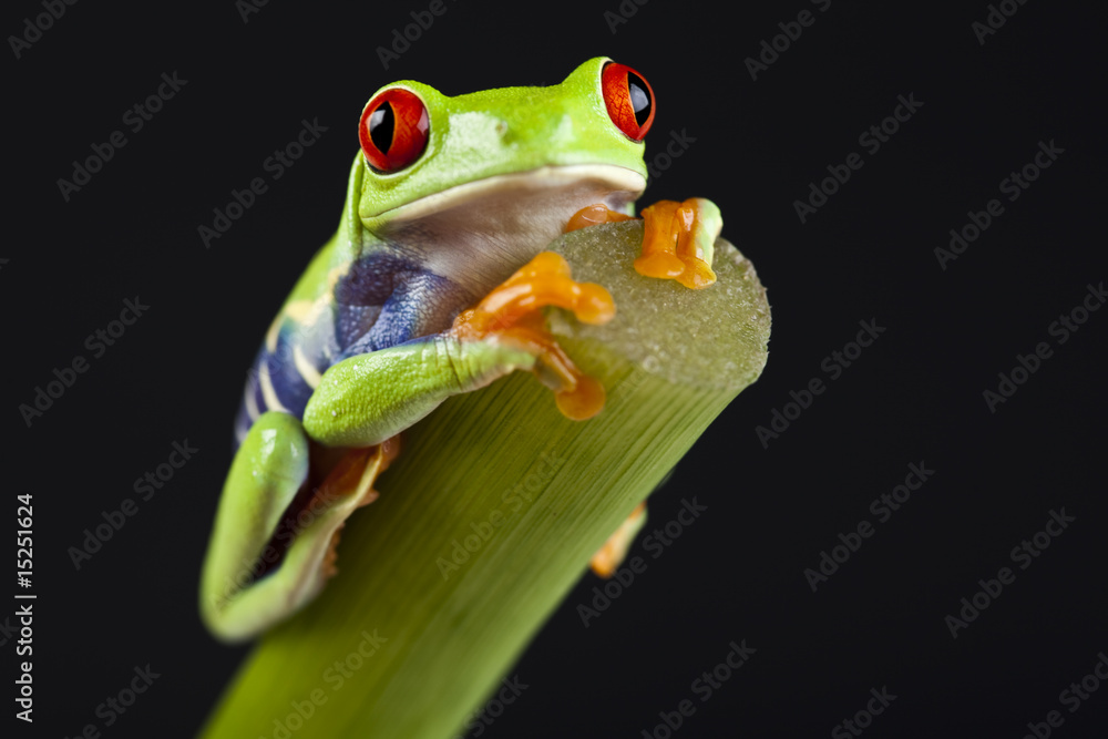 Naklejka premium Tree frog
