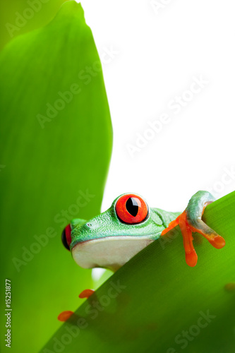 frog on a leaf isolated white