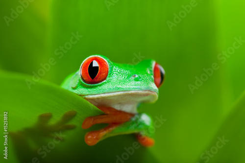 frog in a plant