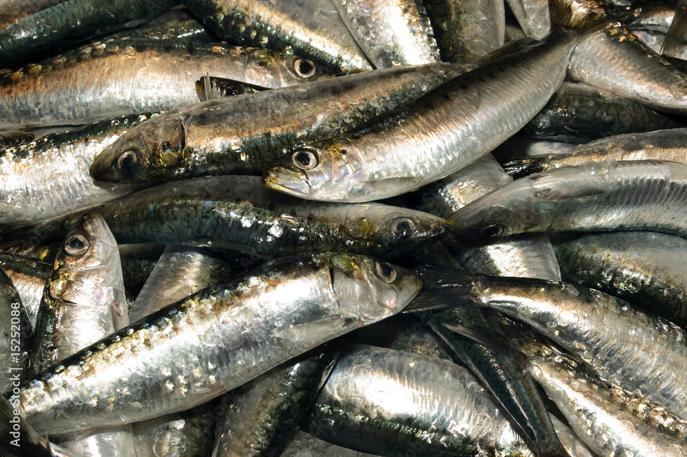 sardinas sardinas