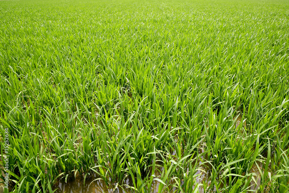 Obraz premium Green rice plants in irrigation spring fields