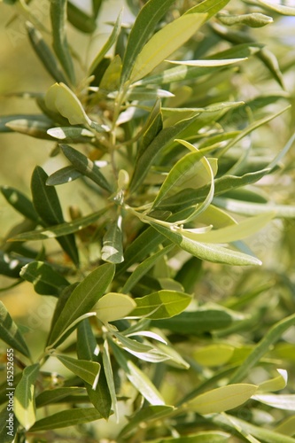 Olive tree field in Spain, macro close up