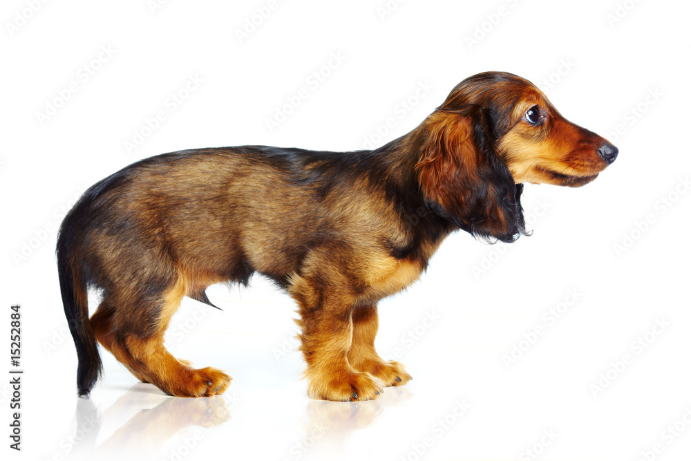 Fototapeta premium puppy dachshund