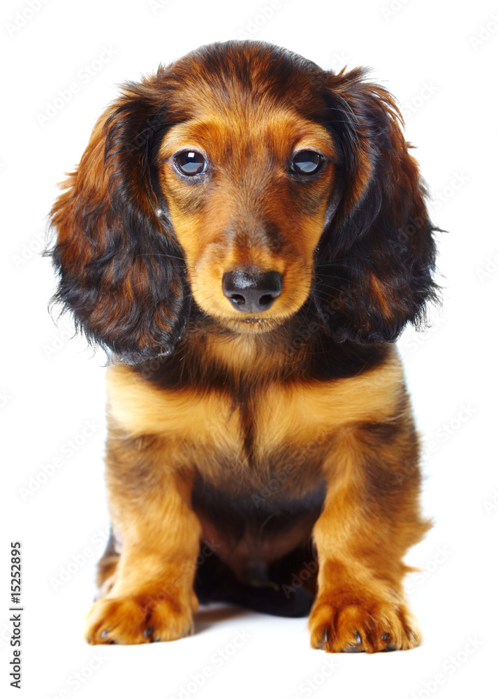 puppy dachshund