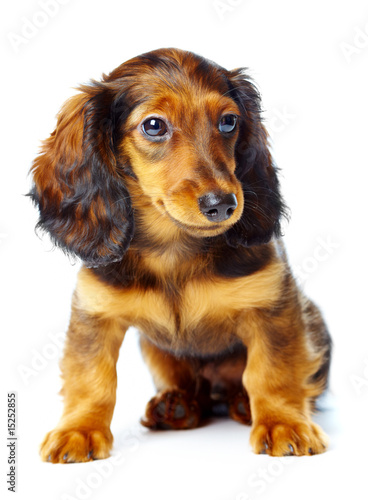 puppy dachshund