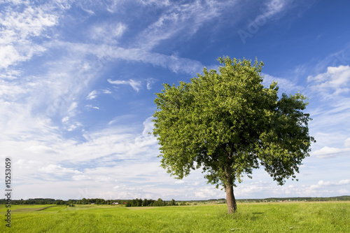 Single tree