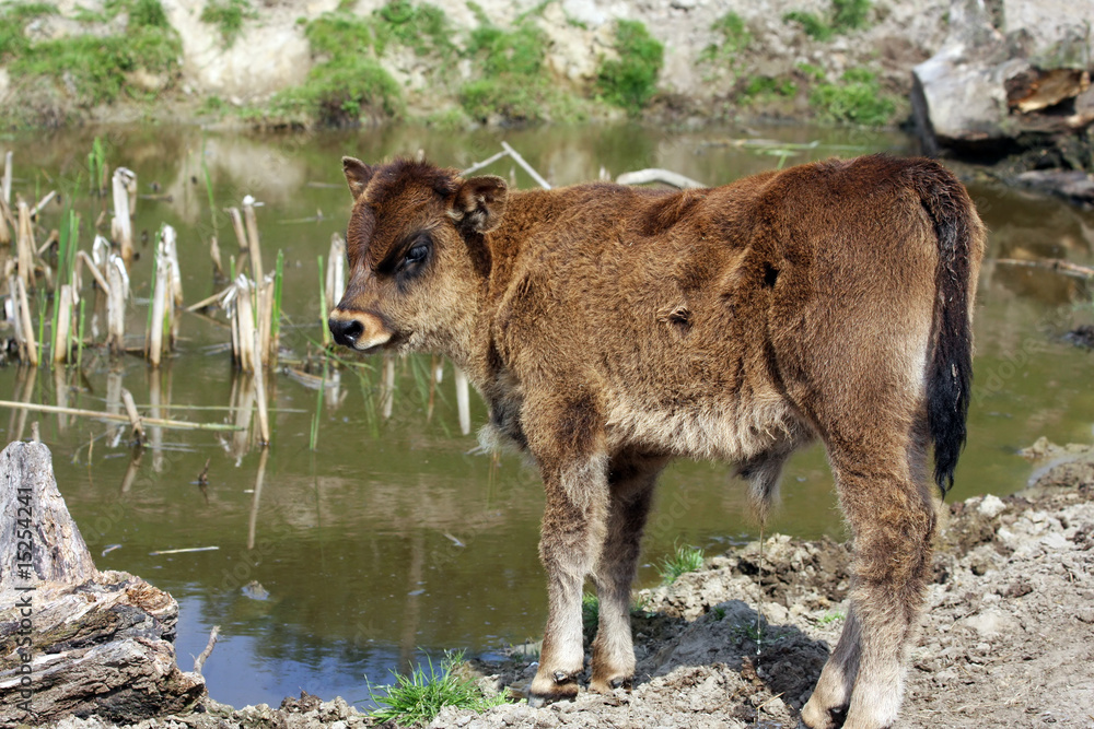 Fototapeta premium highland cattle calf