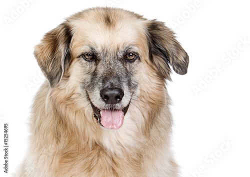 Shot of a Large Mixed Breed Dog against White Background © JPRFphotos