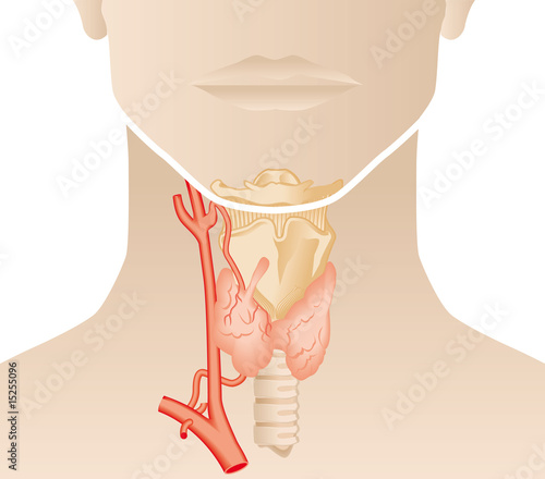 Anatomie