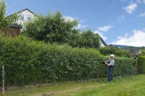 Hecke schneiden, Mann schneidet Hecke