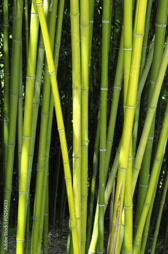 Bambou45