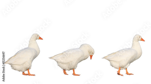 three geese walking isolated on white