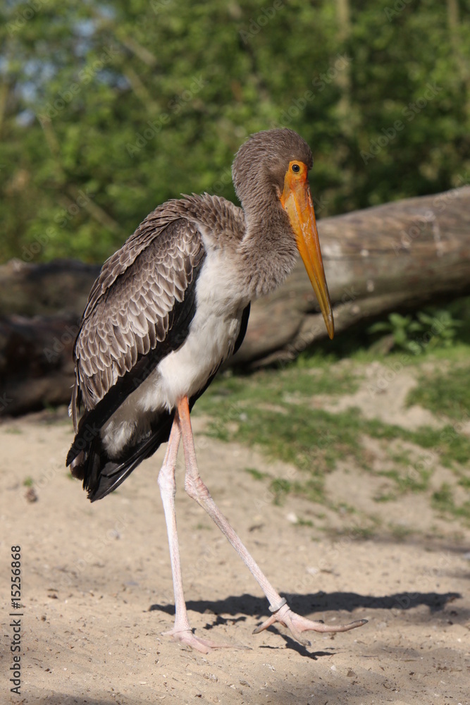 Obraz premium Junger Nimmersatt