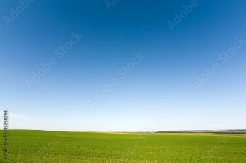 Green crops  and cloudless sky photo