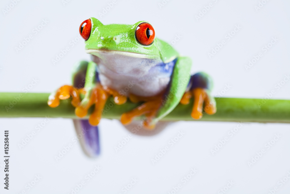 Obraz premium Frog