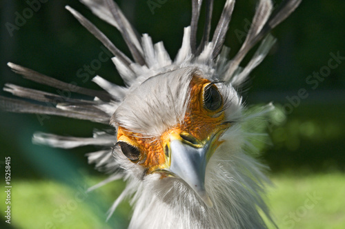 secretary bird head in front photo