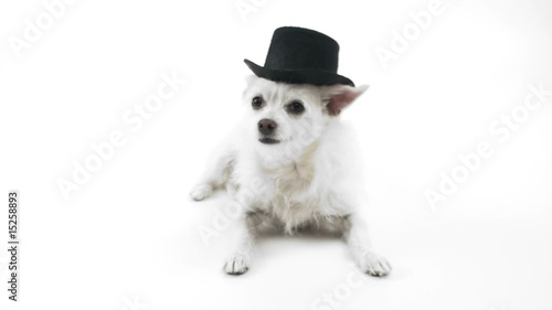 The dog listener