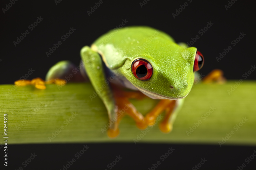 Obraz premium Red eyed tree frog
