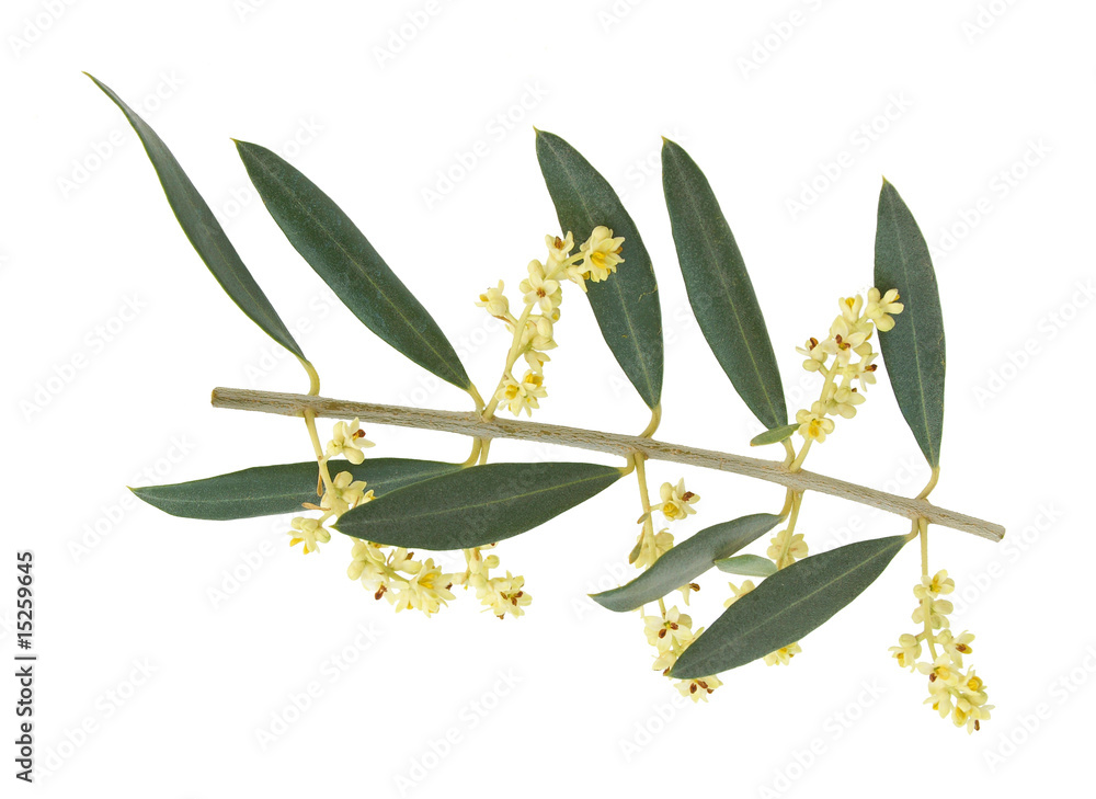 Fleurs d'olivier Photos Adobe Stock — free download
