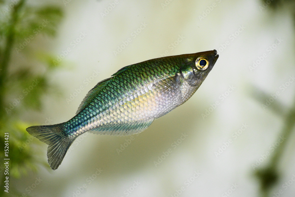 Fototapeta premium SONY DSC