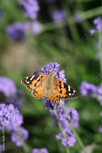 Papillon sur de la lavande © Ludovic L'HENORET