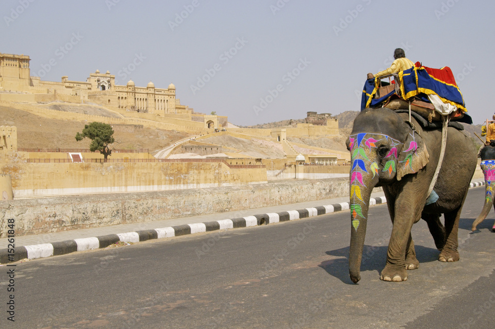 Obraz premium Elephant Taxi