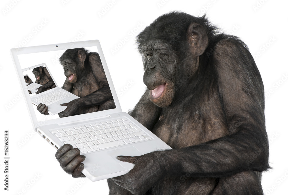 Fototapeta premium monkey looking on a computer screen