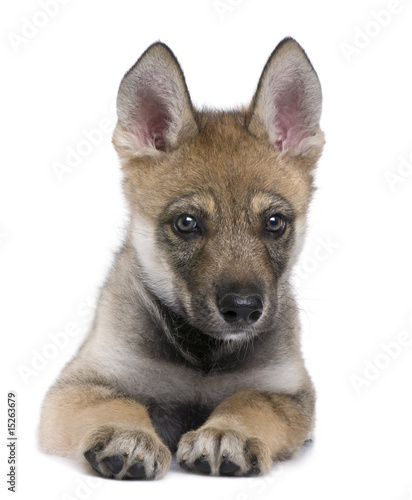 Fototapeta Naklejka Na Ścianę i Meble -  Young European wolf - Canis lupus lupus