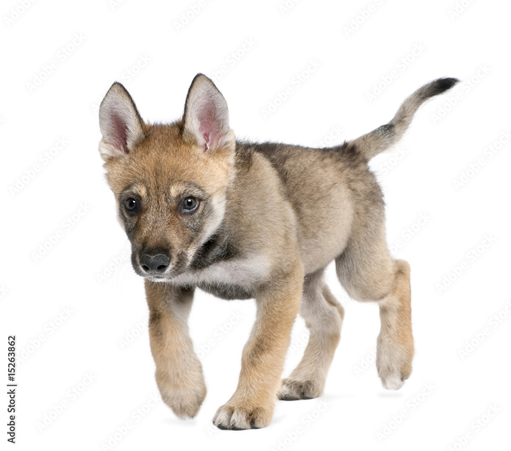 Naklejka premium Young European wolf - Canis lupus lupus